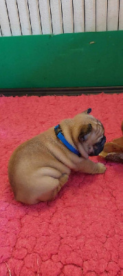 Les chiots de Bouledogue français