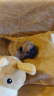 Les chiots de Bouledogue français