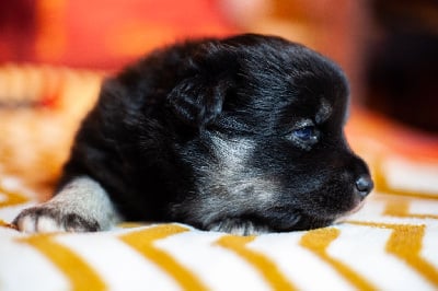 Les chiots de Chien finnois de Laponie