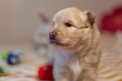 Les chiots de Chien finnois de Laponie