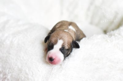 Les chiots de Whippet