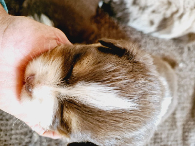 Les chiots de Berger Australien