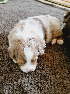 Les chiots de Berger Australien