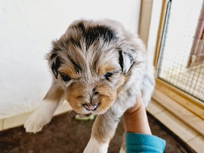 Les chiots de Berger Australien