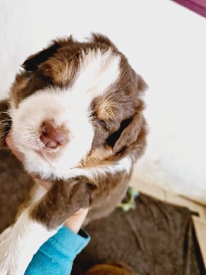 Les chiots de Berger Australien