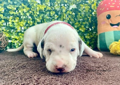 Les chiots de Dalmatien