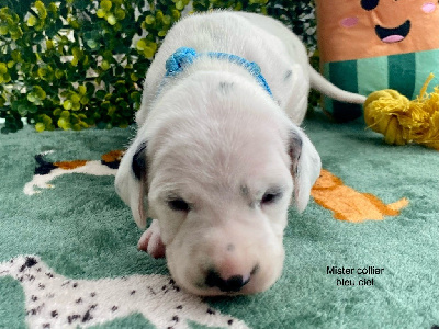 Les chiots de Dalmatien