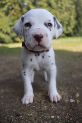 Les chiots de Dalmatien