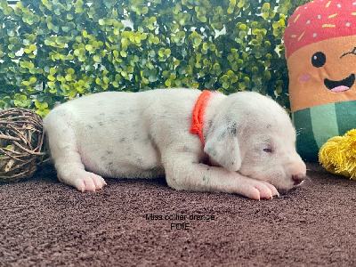 Les chiots de Dalmatien