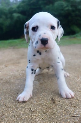 Les chiots de Dalmatien