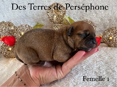 Les chiots de Staffordshire Bull Terrier