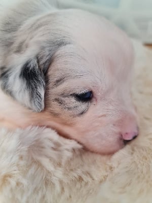 Les chiots de Berger Américain Miniature 