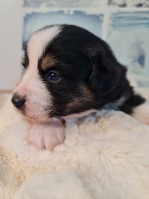 Les chiots de Berger Américain Miniature 