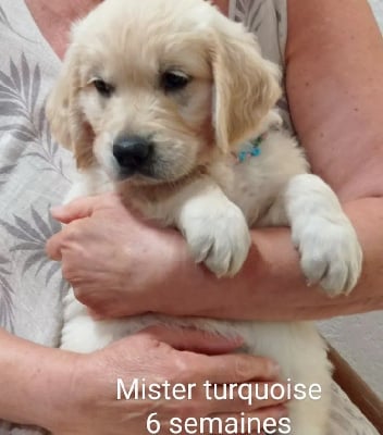 Les chiots de Golden Retriever