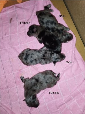 Les chiots de Berger des Pyrenees à poil long