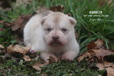 Les chiots de Siberian Husky