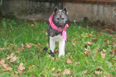 Les chiots de Siberian Husky