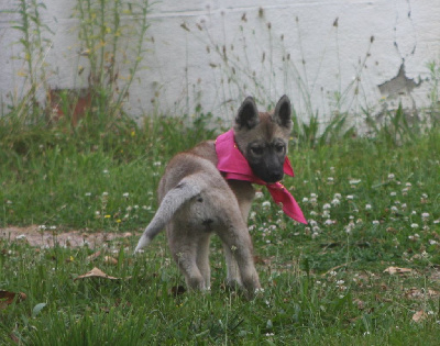 Les chiots de Siberian Husky