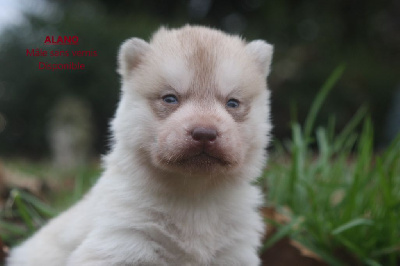 Les chiots de Siberian Husky