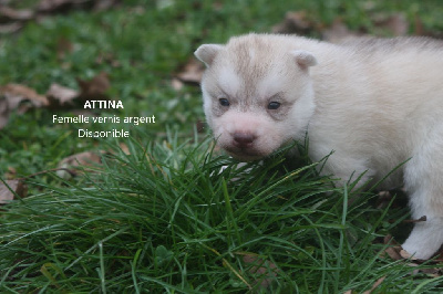 Les chiots de Siberian Husky