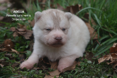 Les chiots de Siberian Husky