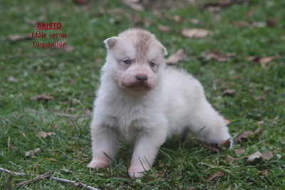 Les chiots de Siberian Husky