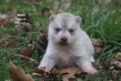 Les chiots de Siberian Husky