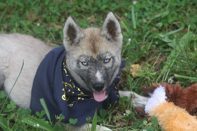 Les chiots de Siberian Husky