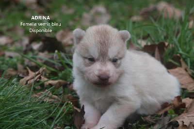 Les chiots de Siberian Husky