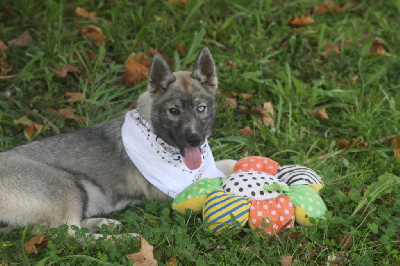 Les chiots de Siberian Husky