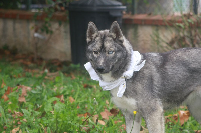 Les chiots de Siberian Husky