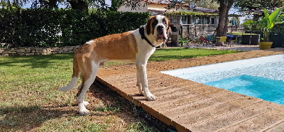 Les chiots de Chien du Saint-Bernard