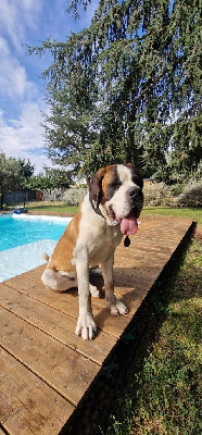 Les chiots de Chien du Saint-Bernard