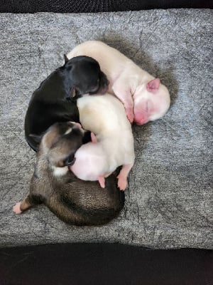 Les chiots de Chihuahua