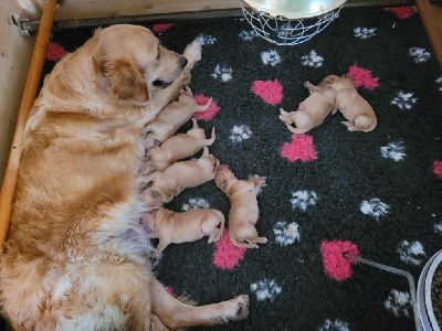 Les chiots de Golden Retriever