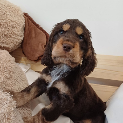 Les chiots de Cocker Spaniel Anglais