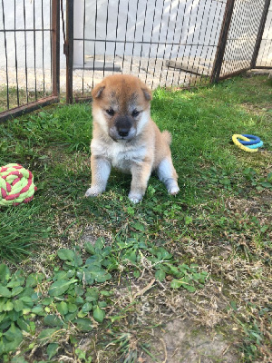 Les chiots de Shiba