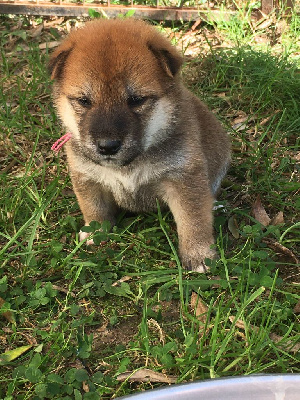 Les chiots de Shiba