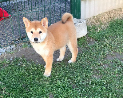 Les chiots de Shiba