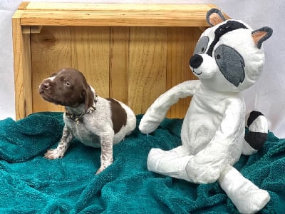 Les chiots de Braque allemand à poil court