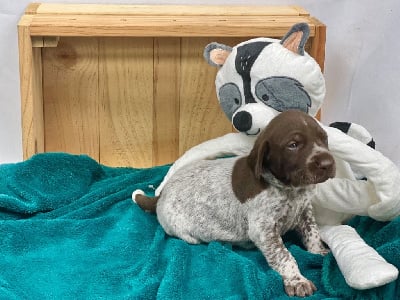 Les chiots de Braque allemand à poil court