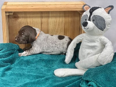 Les chiots de Braque allemand à poil court