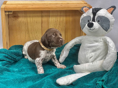 Les chiots de Braque allemand à poil court