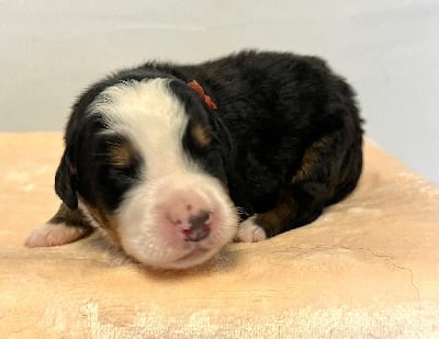 Les chiots de Bouvier Bernois