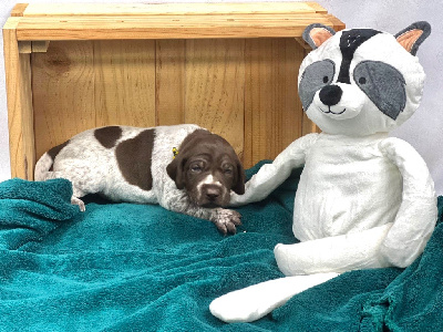 Les chiots de Braque allemand à poil court