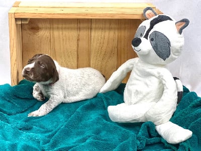 Les chiots de Braque allemand à poil court