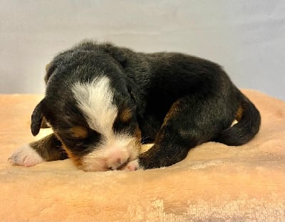 Les chiots de Bouvier Bernois