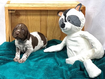 Les chiots de Braque allemand à poil court