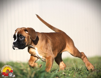 Les chiots de Boxer