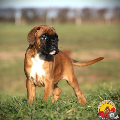 Les chiots de Boxer